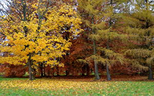 Обои для рабочего стола Сезон года Осень Girionys park, Литва Природа