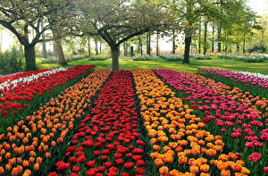 Фотографии Тюльпаны holland flowers park цветок