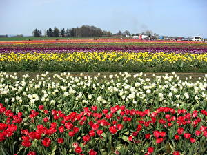 Фото Тюльпаны США Орегон Tulip Festival Цветы