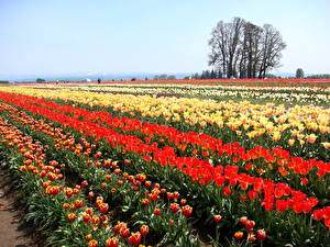 Фото Тюльпаны США Орегон Tulip Festival цветок