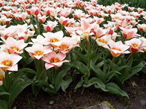 Обои для рабочего стола Тюльпан Цветочный парк Keukenhof Holland Цветы