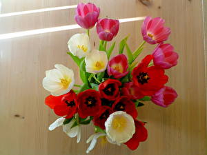 Фотографии Тюльпаны Букет цветок
