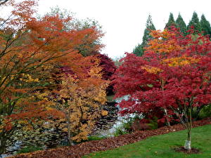 Фотографии Сезон года Осень VanDusen Botanical Garden Vancouver Канада