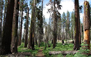 Обои Парки Леса sequoia california Природа