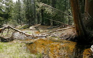 Фото Парки Леса California США Йосемити Природа