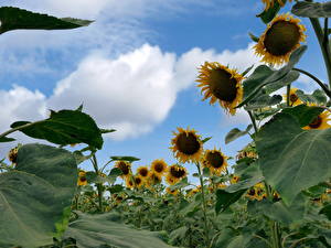Фотография Подсолнухи поле Цветы