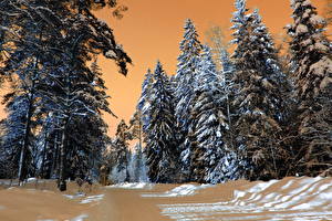 Обои Времена года Зима Лес Снег HDR Дерева