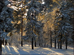 Картинки Леса Снегу Дерево Природа