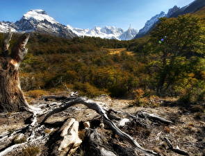 Фотографии Гора Лес Аргентина Сухой Ветвь HDRI