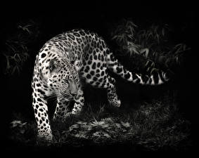 Картинки Большие кошки Леопарды Хвоста Лап Траве Ночные Животные