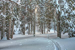 Фотография Сезон года Зимние Леса Снег Дерево HDR