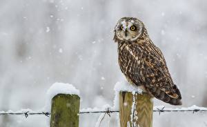 Картинка Птица Совы Взгляд Снега болотная