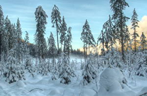 Фотографии Сезон года Зимние Лес Небо Снег Дерева HDR