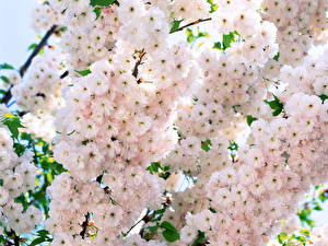 Картинка Цветущие деревья цветок